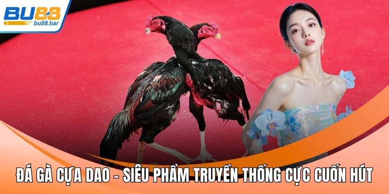 Đá gà cựa dao